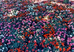 1986-05-A01