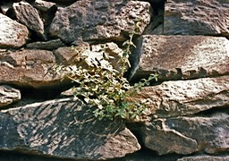 1986-05-E10
