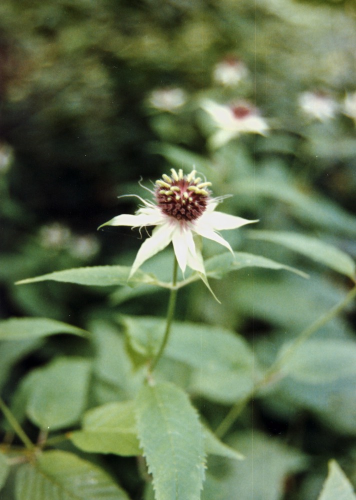 1986-07-C25