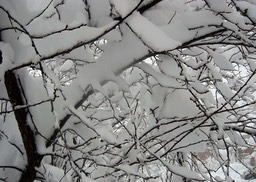 2010-02-A005.jpg
