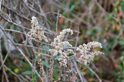IMG_0011