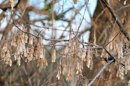 IMG_0012