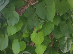 IMG_0301