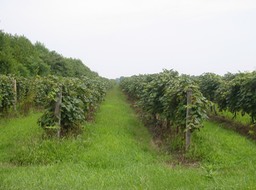IMG_0365.JPG