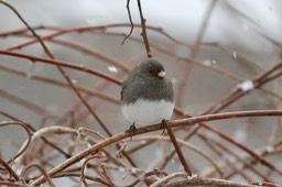IMG_0463