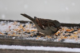 IMG_0466